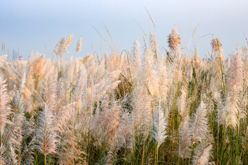 Fototapeta premium Beautiful blossomed kash plant or catkin flowers shaking with airflow under the blue sky
