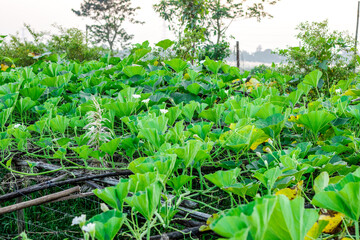 Close up view of growing green bottle gourd plants on a bamboo loft inside of an agricultural farm