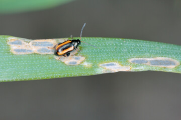Barley Flea Beetle Phyllotreta vittula on damaged cereal leaf. It is pest of many plants, mainly cereals.