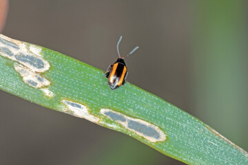 Barley Flea Beetle Phyllotreta vittula on damaged cereal leaf. It is pest of many plants, mainly cereals.