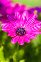Fototapeta premium Violette African Daisy from above