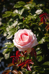 Pink rose close-up photographed from above