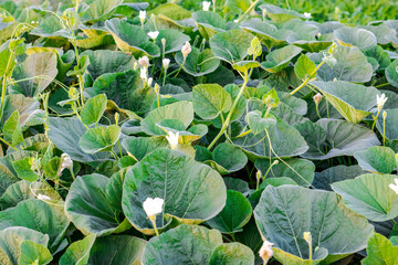 Fresh bottle gourd vegetable plants with white flowers growing on an agricultural farm