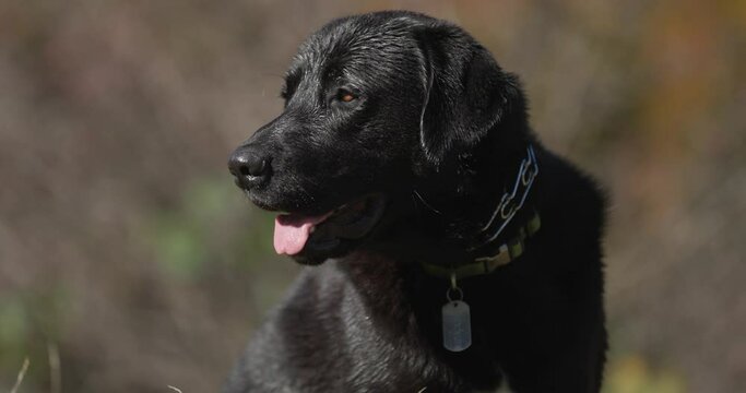 close up of black Labrador retriever dog with collar sticking out tongue and panting, looking up and side and sitting on field in nature