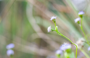 Selective focused blossomed wildflower background with copy space