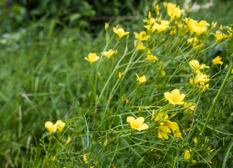 Linum flavum, golden flax or yellow flax pring summer flowering semi evergreen plant on field among summer medicinal plants. Growing in meadow or yellow flax during flowering period.