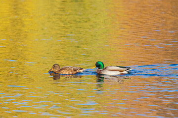 Male and female ducks swim in the water on a pond in the setting sun.
