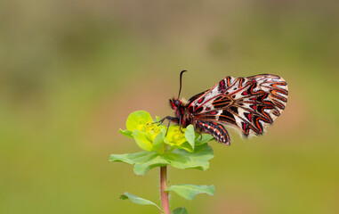 Fototapeta na wymiar a scalloped red butterfly, Zerynthia polyxena