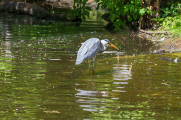 Gray Heron - Ardea cinerea standing on a tree branch by a pond.