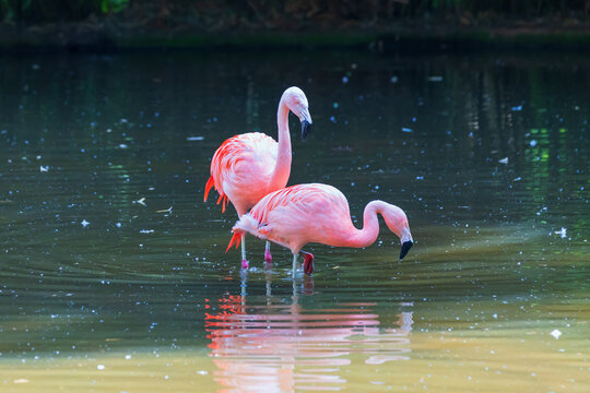 Pink Flamingo - Phoenicopteriformes stands in the pond water, has its head in the water and hunts for food. Its image is reflected in the water