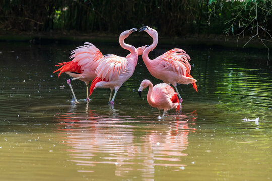 Pink Flamingo - Phoenicopteriformes stands in the pond water, has its head in the water and hunts for food. Its image is reflected in the water