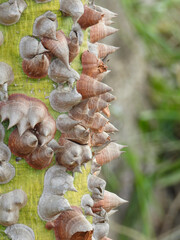 Close-up of a tree trunk with many large thorns, which gives it a strange, alien appearance.