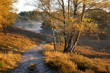 Fototapeta na wymiar path between hills with birth trees in autumn
