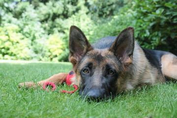 Deutscher Schäferhund Close Up