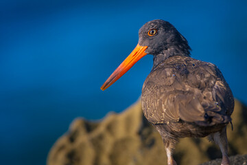 2021-11-07 A OYSTERCATCHER LOOKNG OVER ITS SHOULDER IN LA JOLLA CALIFORNIA