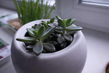 basil plant in a pot