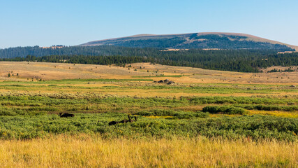 Fototapeta premium Moose in Bighorn National Forest, Wyoming