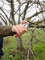 Gardener pruning fruit trees with pruning shears.