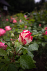 Obraz premium pink rose in garden