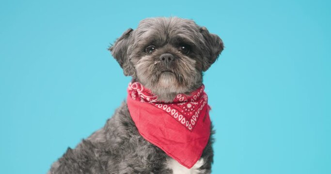 adorable metis dog being distracted, wearing a red bandana and licking his mouth