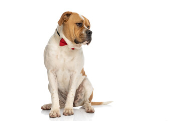 Obraz premium cute american bulldog dog looking to the side