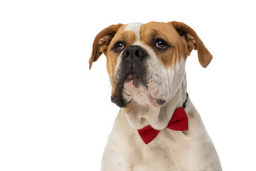 american bulldog dog looking up and wearing a red bowtie