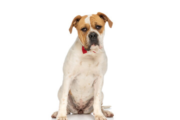 american bulldog dog wearing a red bowtie at neck