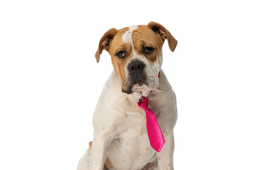 beautiful american bulldog dog feeling bored, wearing a pink tie