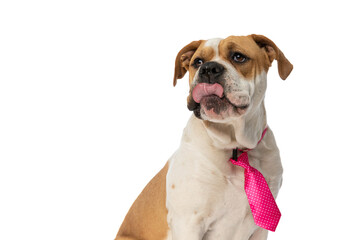 elegant american bulldog dog wearing a pink tie