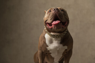 american bully dog wearing a collar at neck
