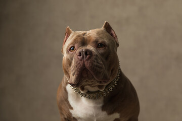 sweet american bully dog making a very serious face