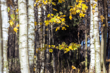 The remainder of autumn leaves on white birch trees, Fall-winter season