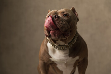 american bully dog eager to eat something, licking his nose