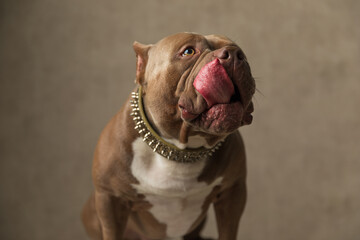 sweet american bully dog licking his mouth