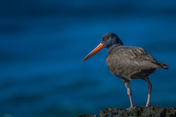 2021-11-07 A OYSTER CATCHER SHORE BIRD STANDING ON A ROCK WITH A BLUE BACKGROUND IN LA JOLLA CALIFORNIA.
