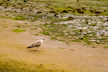 Combarro, Pontevedra, Rías Bajas, Galicia, España