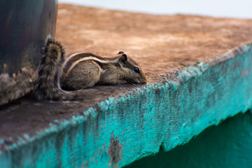 Colorado chipmunk on a weathered wall