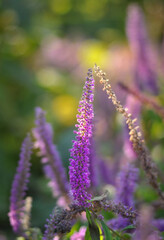 close up of a flower