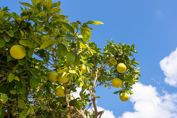Ripe white grapefruits on the branches of a tree against the blue sky