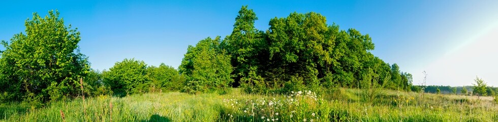 Spring forest and field on a background of blue sky