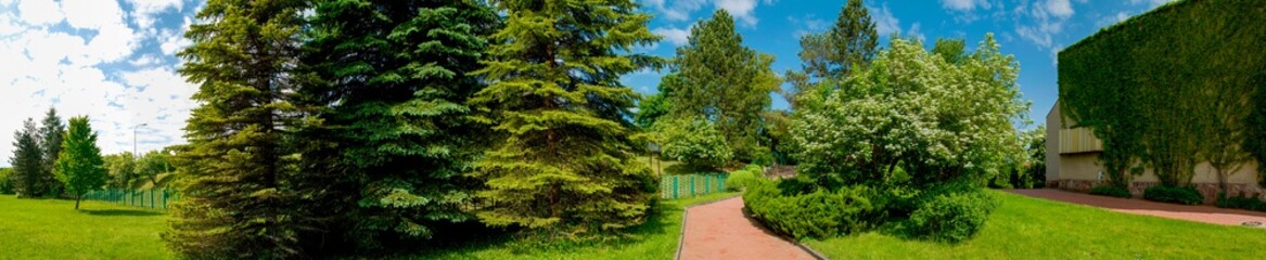 Fototapeta na wymiar Panorama of the summer park in the city. Blooming viburnum tree, green fir.