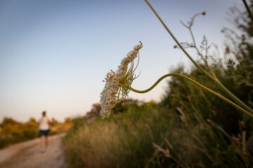 Wildflower growing by the gravel pathway in the field, photographed at sunset in Rogoznica, small dalmatian town on croatian side of Adriatic coast
