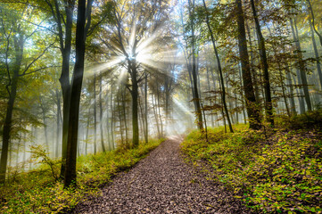 Sunbeams through the trees. Primeval forest during the autumn season. Road or footpath in the forest.