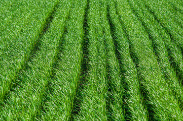 Green field of wheat. Shoots of grain crops planted in rows