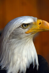 portrait of a eagle