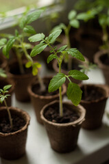 tomato seedlings in a peat pot on a blurred background of other seedlings