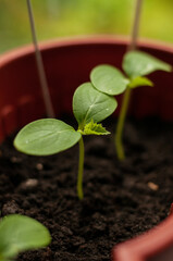green cucumber sprouts in a brown pot