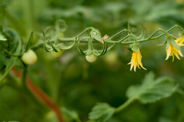 small incipient tomatoes and flowers on a branch in a green background