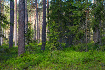 Inside the Nothern European pine forest