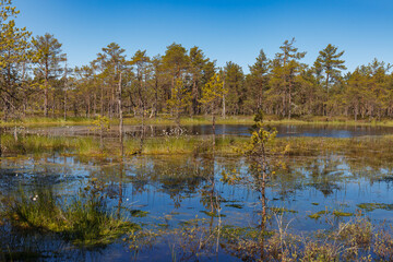 Fototapeta na wymiar Bog forest park at swampland. Northern Europe, Estonia, Viru. Fall season.